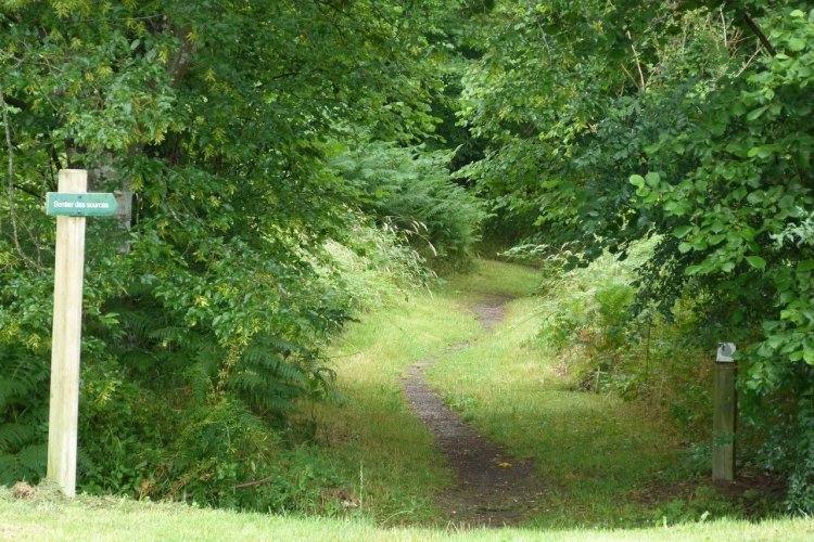 La forêt d'Orléans - © Christophe Mouton