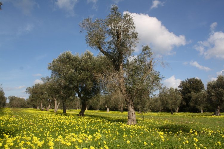 Cultures bio et vergers d'oliviers fleuris dans le sud des Pouilles. - © Maya LEFEBVRE