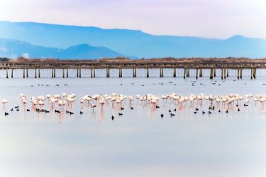 Le parc naturel du delta de l'Ebre gg-foto - Shutterstock.com