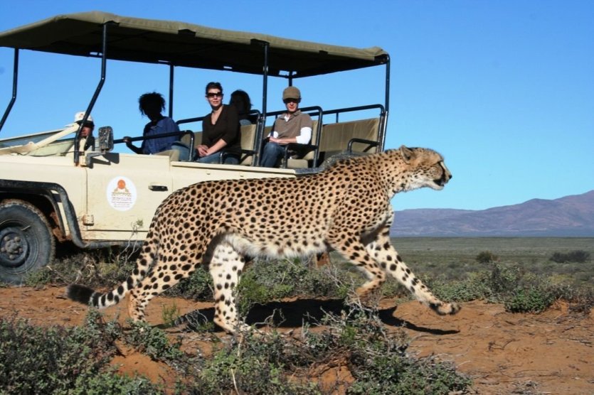 Guépard - © African Eagle