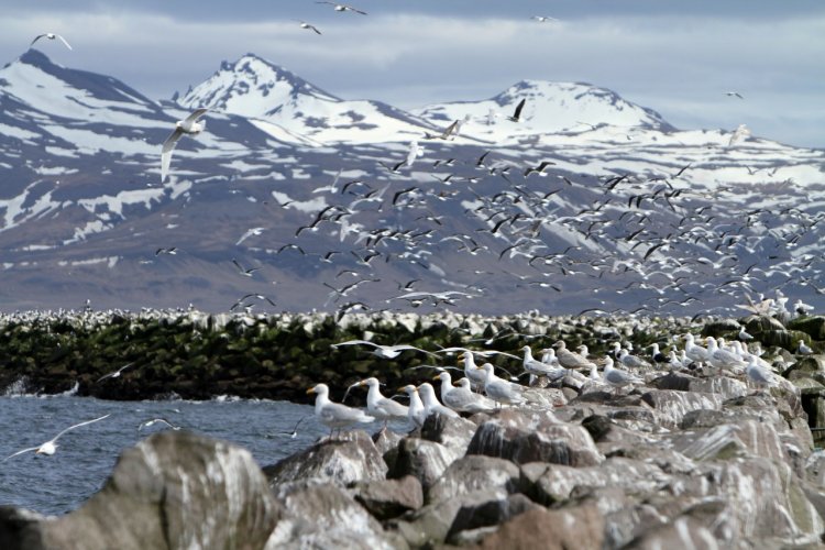 La baie à Ólafsvík. - © Stéphan SZEREMETA