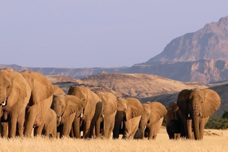 Elelphants du desert Damarland