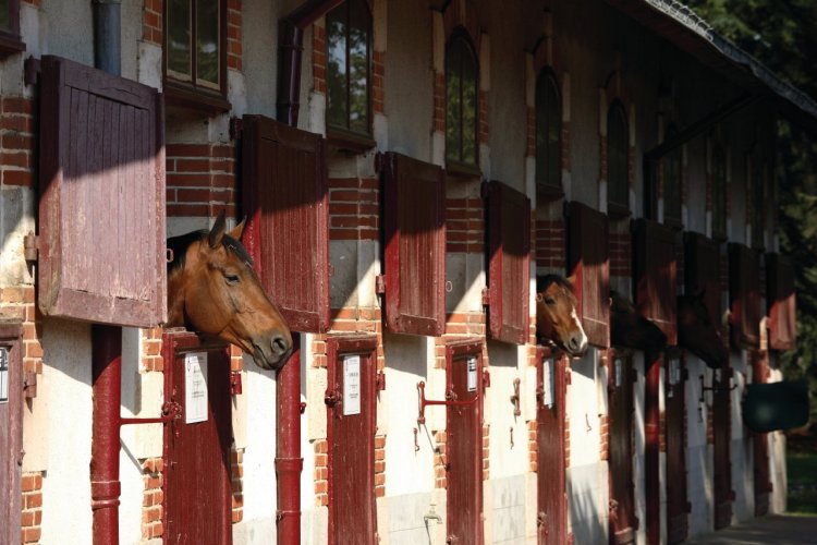 Haras de la Vendée. - © Conseil général de la Vendée