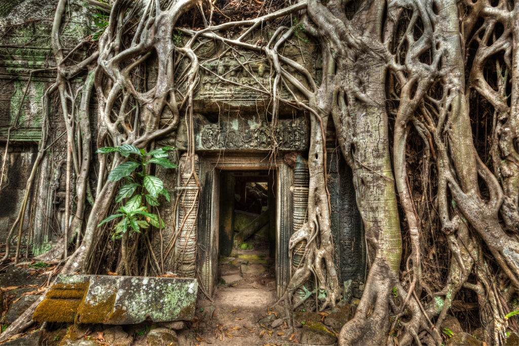 Le temple Ta Prohm