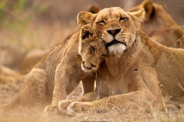 Parc national Kruger Thomas Retterath - Shutterstock.com