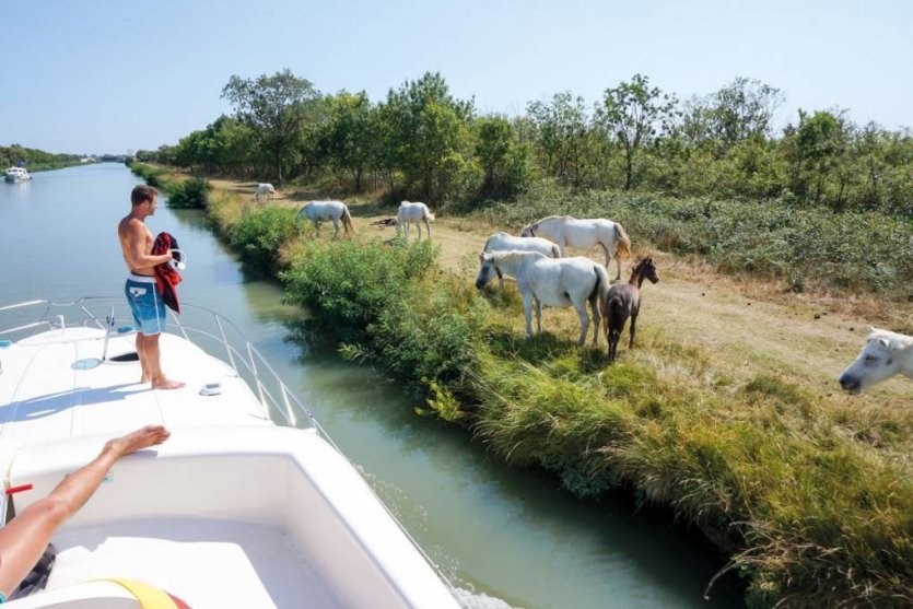 Camargue - © Nicols