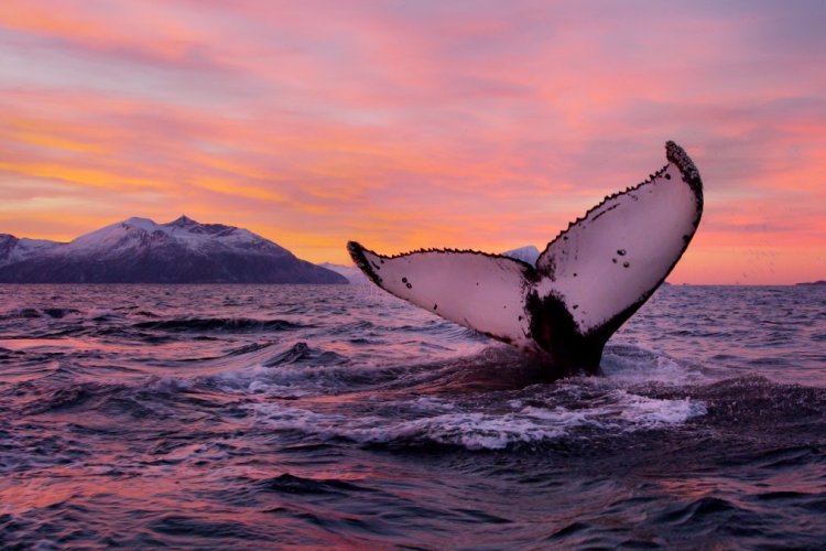 - © Asgeir Helgestad - Artic Light AS - Visitnorway