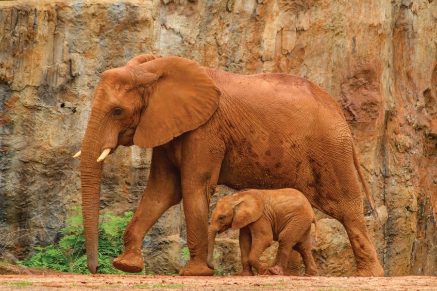 Le Botswana, safari dans une nature spectaculaire