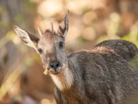 De nouveaux pensionnaires au Parc Animalier d'Auvergne !