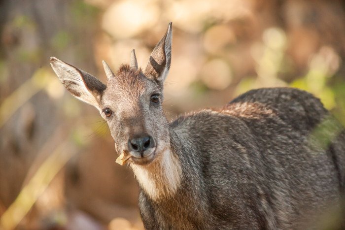 - © Parc Animalier d'Auvergne
