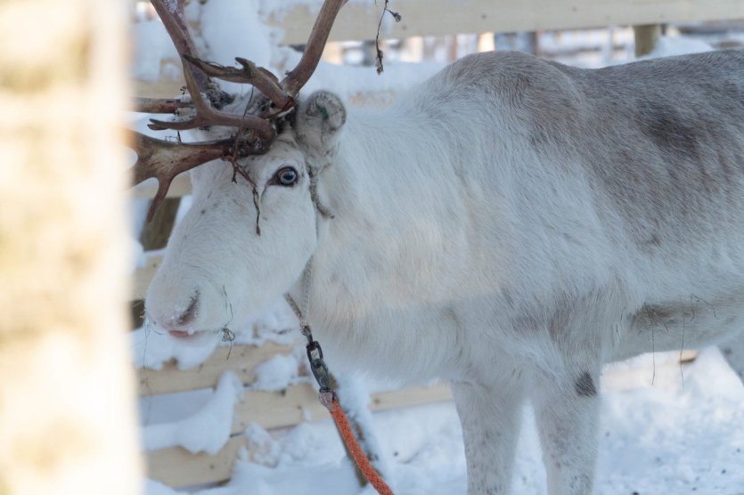 - © Visit Finland