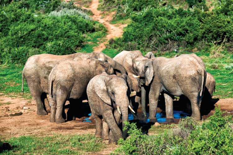 Parc national des éléphants d'Addo. - © Subman - iStockphoto.com