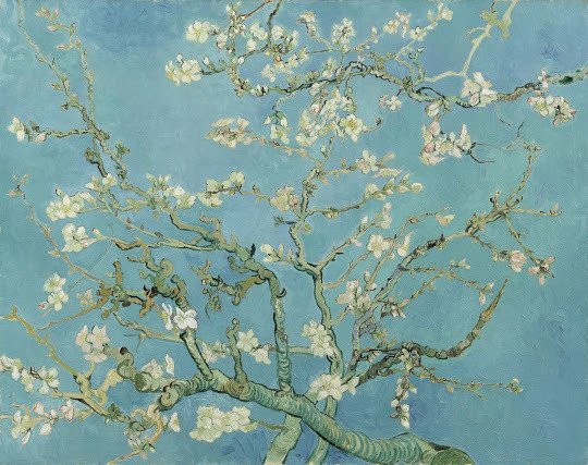 Amandiers en fleurs - © Vincent Van Gogh