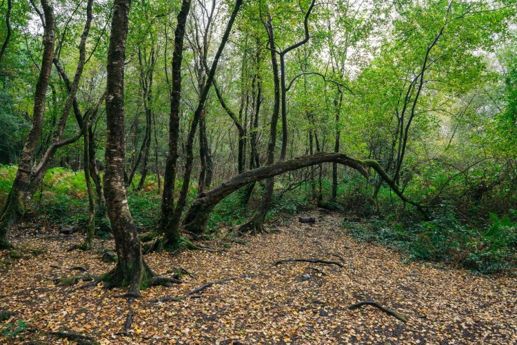 La forêt de Brocéliande - © Huang Zheng
