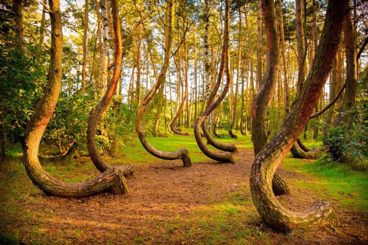 La forêt tordue - © seawhisper - Shutterstock.com