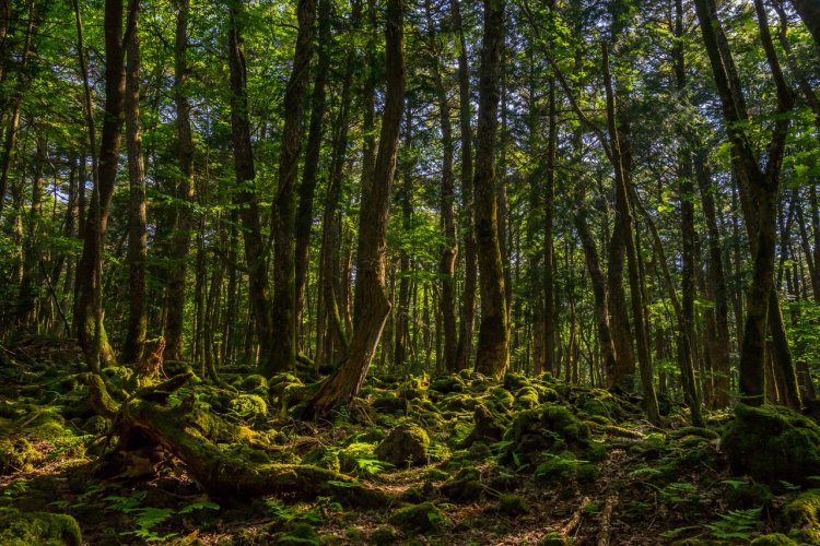La forêt d'Aokigahara - © Marvin Minder - Shutterstock.com
