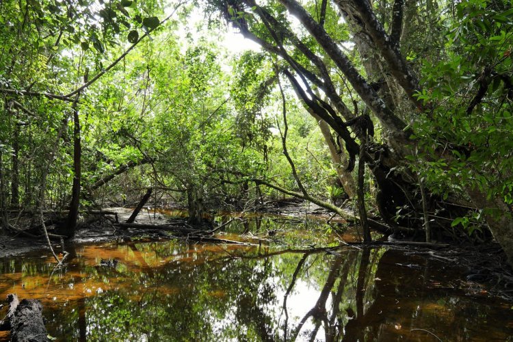 Daintree National Park - © specialscenesandmoments
