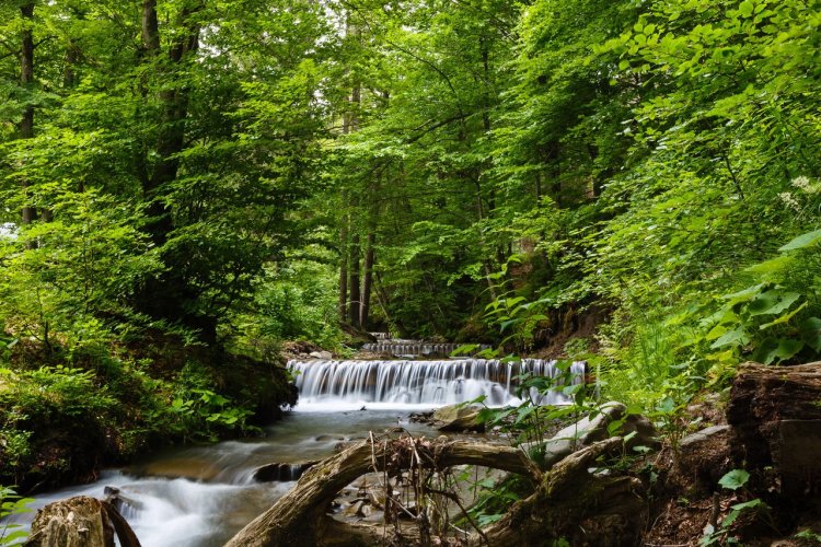La forêt de nuages de Mindo - © Andrew Angelov - Shutterstock.com