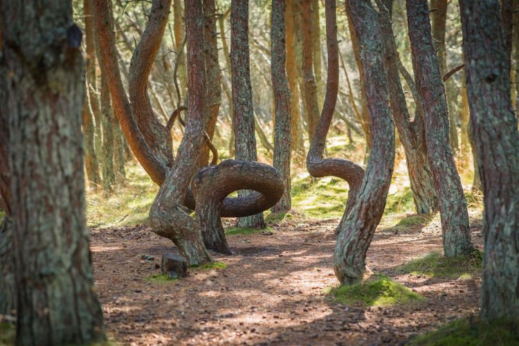 La forêt dansante de Kaliningrad - © siete-vidas-shutterstock.com
