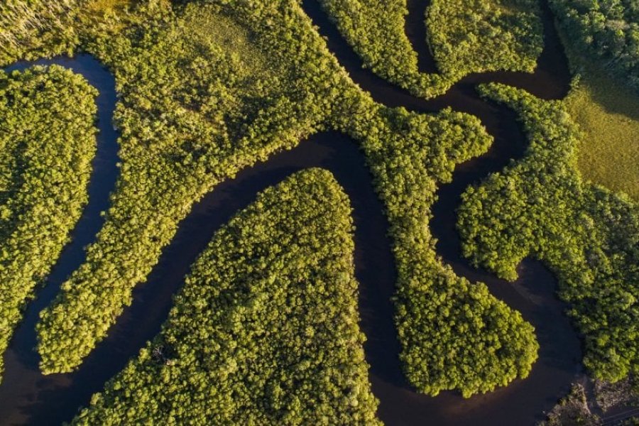 Les forêts les plus mystérieuses du monde