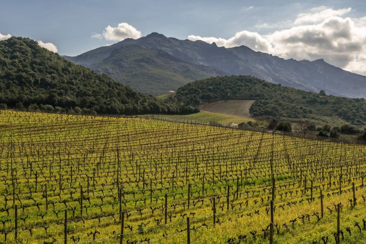Vignobles de Patrimonio - © joningall1 - stock.adobe.com