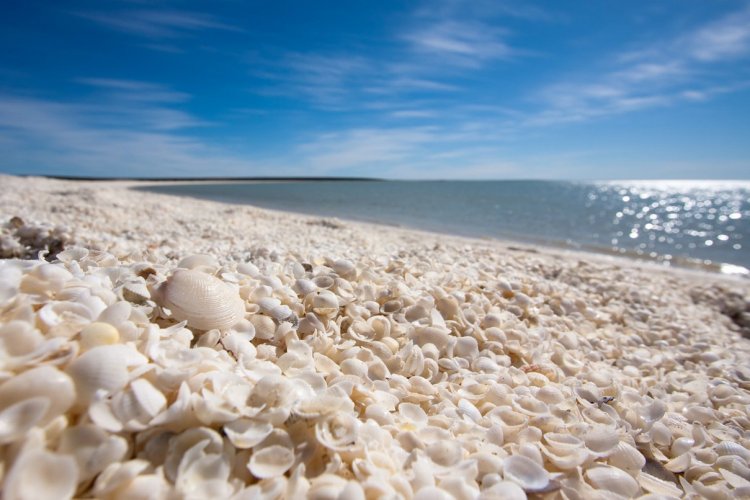 Shell Beach, Australie - © Anetta Waberska - Shutterstock.com