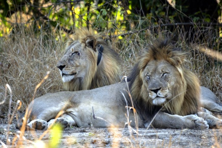 - © MALAWI DEPARTMENT OF TOURISM