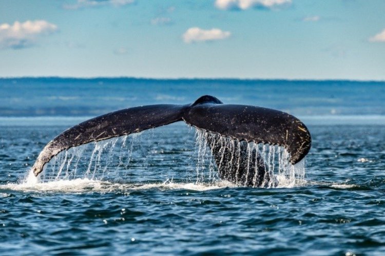 Route 138 (Route des baleines) - © Istock