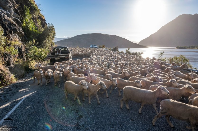 Sheeps on the road - © Stanislas Gros
