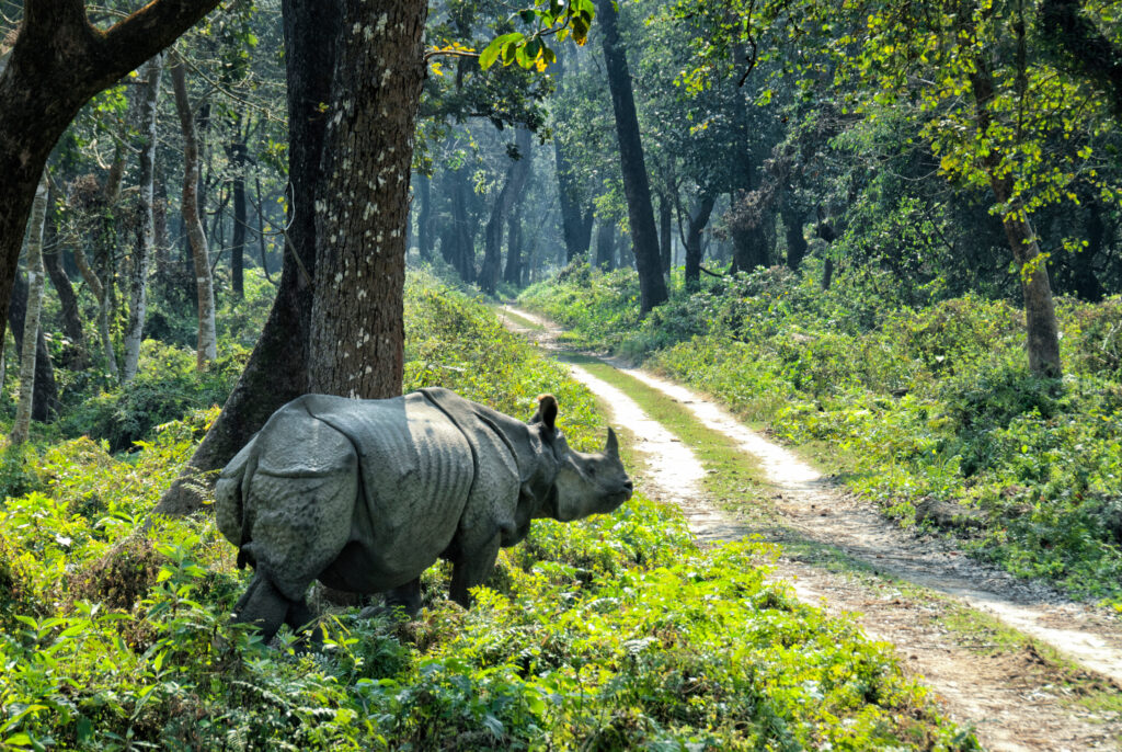Rhinocéros unicorne au Parc National de Chitwan