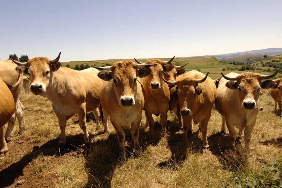 L'Aubrac, un plateau mythique du Massif central