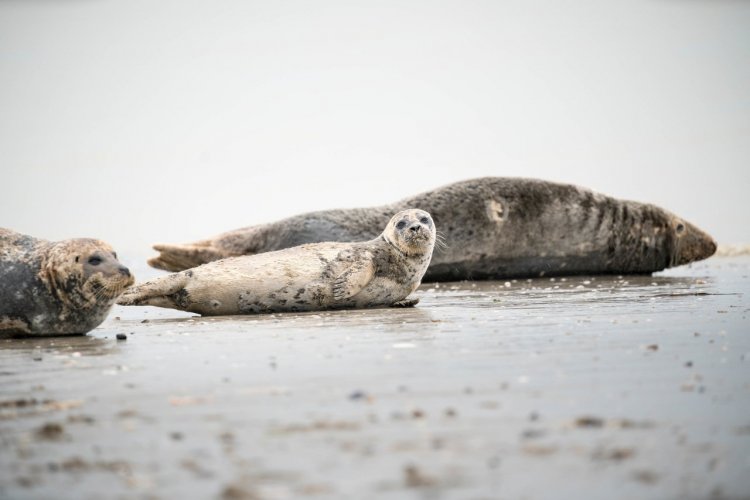 Les phoques de la pointe du Hourdel - © lylie - stock.adobe.com