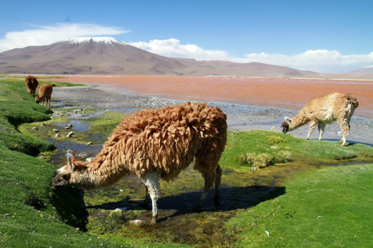 La laguna Colorada - © Stéphan Szeremeta