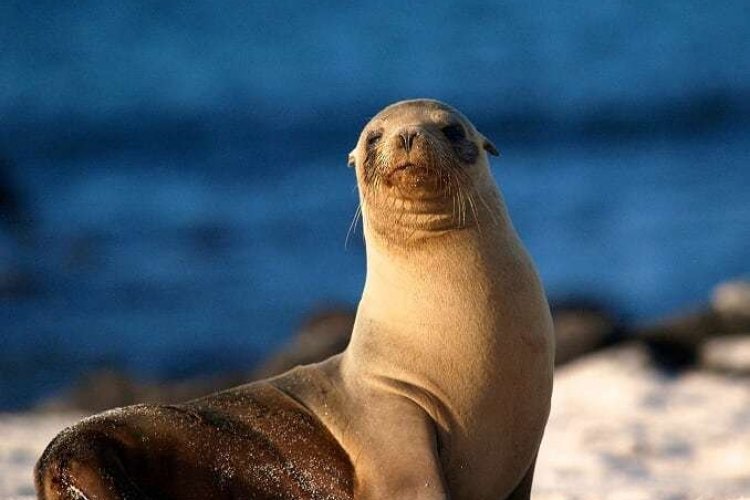 Les Galapagos - © Quito Turismo