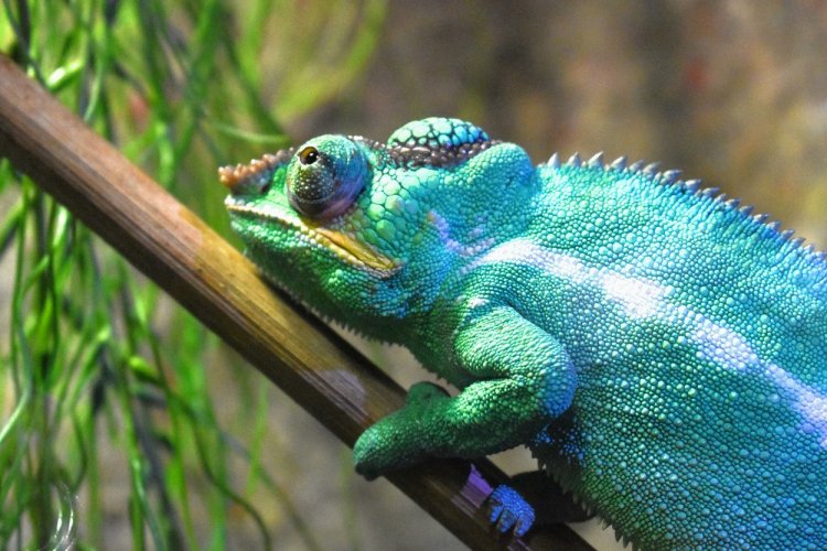 Caméléon panthère - © L. Merlier