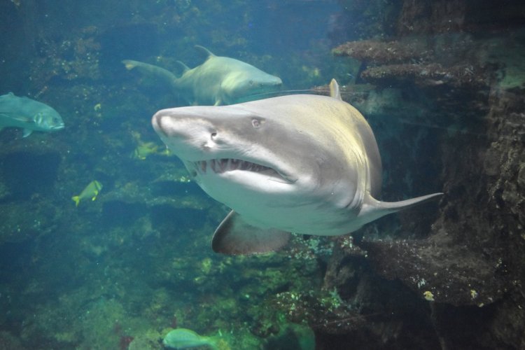 Requin taureau - © L. Merlier