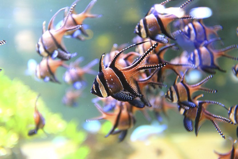 Apogons de Banggai - © Ph. Turpin
