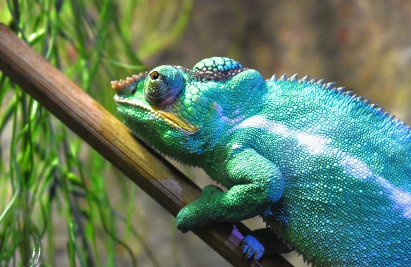 Caméléon panthère - © L. Merlier