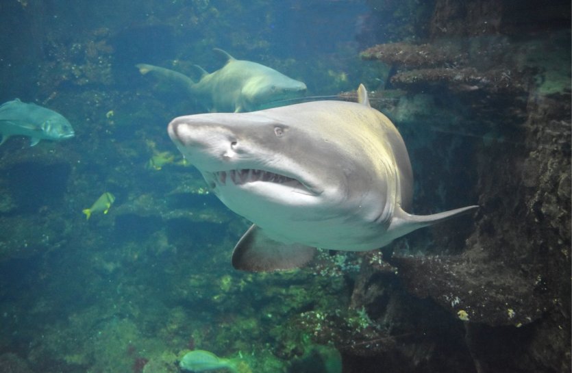 Requin taureau - © L. Merlier