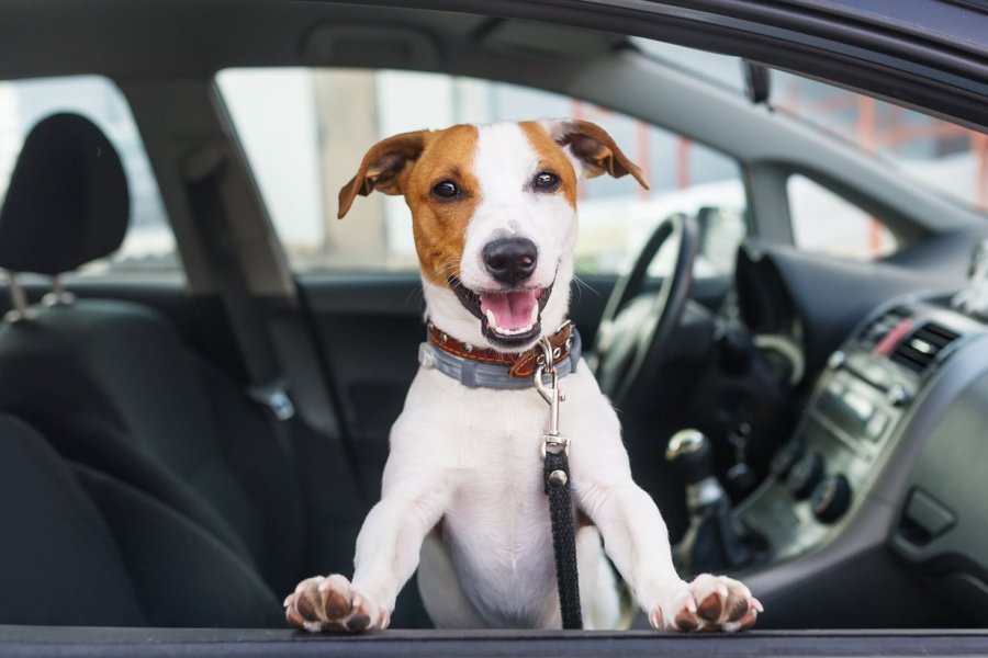 Assurer son animal de compagnie : l'esprit serein toute l'année, y compris en vacances