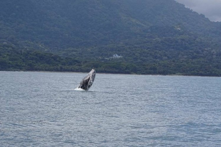 - © Hotel Cristal Ballena