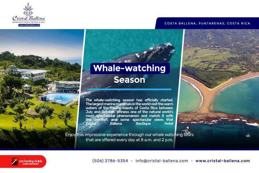 Rencontre magique avec les baleines à bosse au Costa Rica