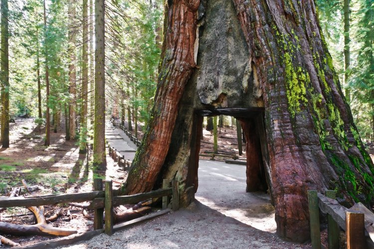 Mariposa Grove - © nelik - iStockphoto.com