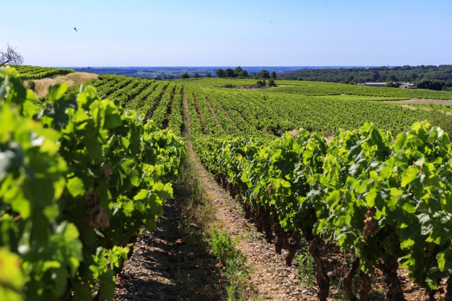 Un séjour sous le signe de l'oenotourisme dans la région de Montpellier