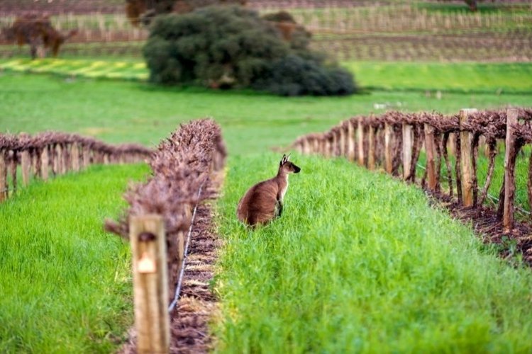Clare Valley - © John Montesi