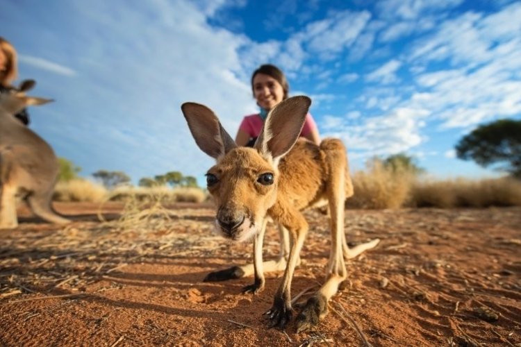 Kangaroo Sanctuary, Alice Springs - © Tourism NT