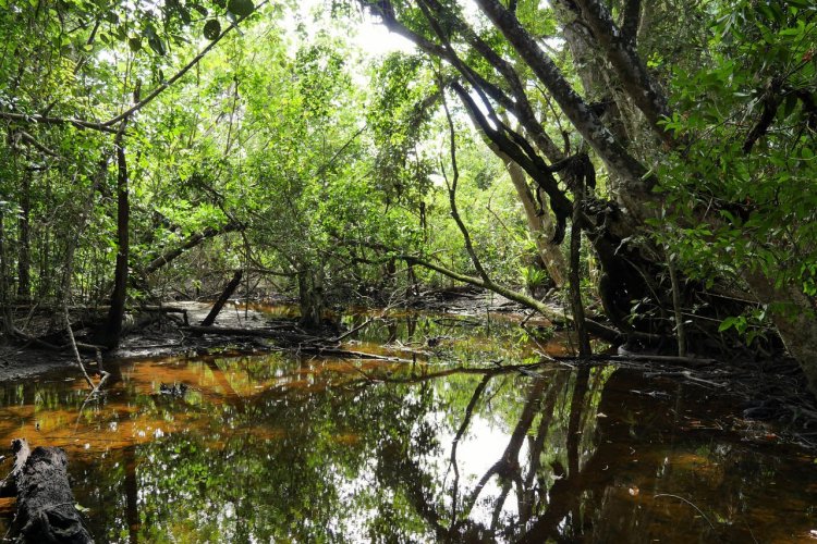 Daintree national park - © specialscenesandmoments