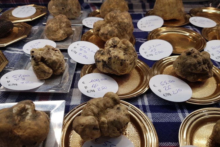 Truffe blanche (Tuber Magnatum Pico) - © Laurent BOSCHERO