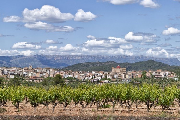 El Masroig. Paisaje de viña - © Joan Capdevila