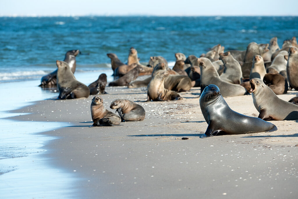 Que faire en Namibie ? Pelican Point 